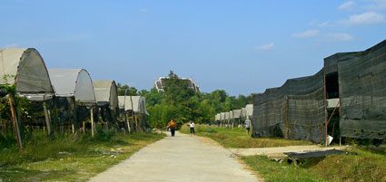 สวนหน้าวัวสุชาดา อ.วังน้ำเขียว จ.นครราชสีมา